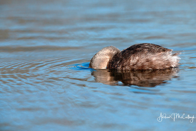 Diving Least Grebe