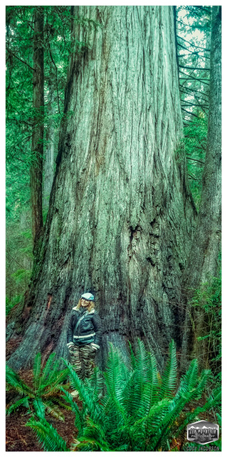 FIZZY-BIG TREE-JEDEDIAH SMITH-REDWOODS-HDR-2019-2060WX4132-300PPI-  © Cody Jacobson-ZEN MOUNTAIN MEDIA all rights reserved