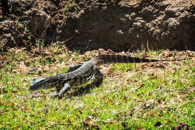 Nile monitor lizard
