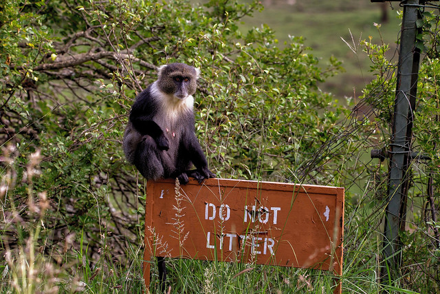 Monkey message