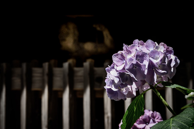 東大寺別院阿弥陀寺あじさい祭り 2019 #8ーAmida-ji Temple Hydrangea Festival 2019 #8