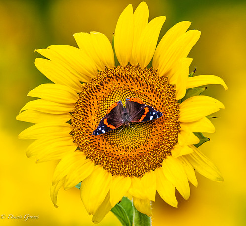 flower mckeebeshers background bug butterfly insect maryland redadmiral summer sunflowers sunrise wildlife poolesville unitedstatesofamerica