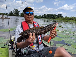 Photo of man holding up a northern snakehead.