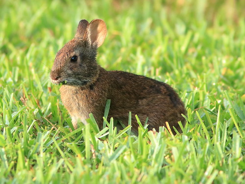 Marsh Rabbit juvenile 04-20190710