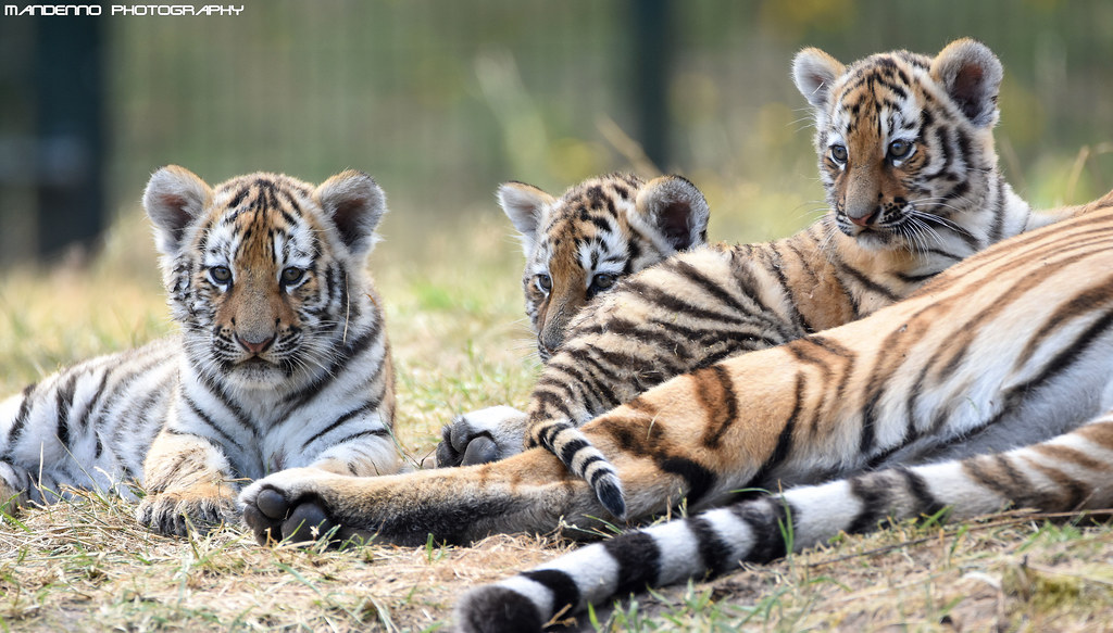 Three siberian tiger cubs - Safaripark Beekse Bergen