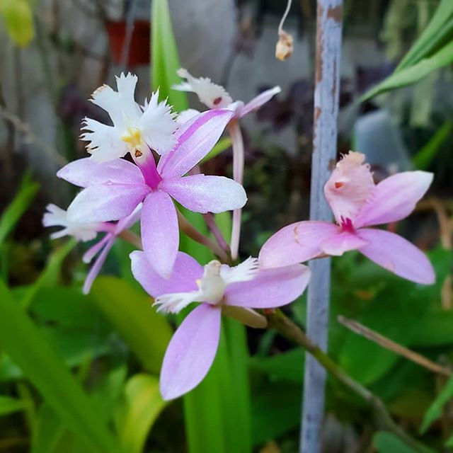 Our Epidendrum Wedding Valley 'Sakura' blooms every year and always makes me smile. Just look at that face!... I desperately need to repot a majority of our Orchids and give it new Orchid Mix. I think it's been 5 or more years since I repotted our outdoor