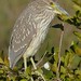 Flickr photo 'Black-crowned Night Heron (Nycticorax nycticorax) immature ...' by: Bernard DUPONT.