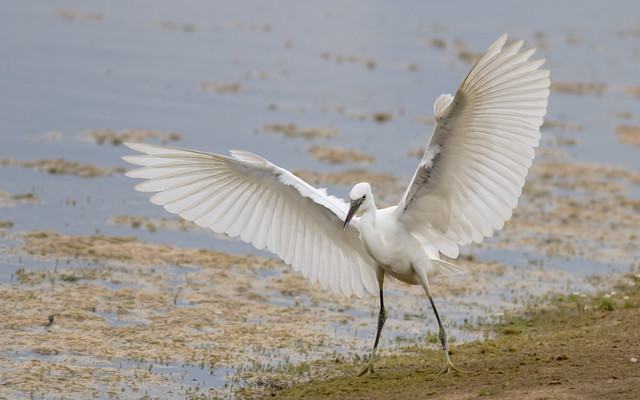 Little egret (Egretta garzetta) 9439