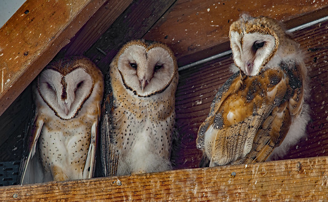 2 young Barn Owls and Dad checking out the chickens