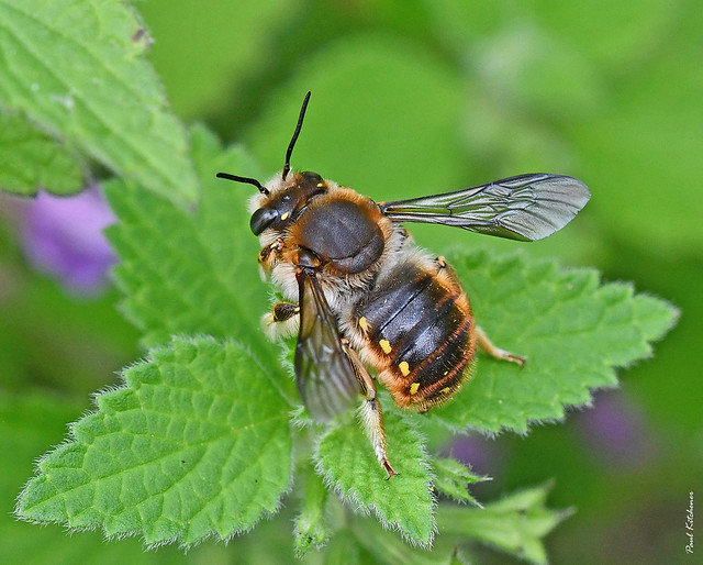 Anthidium manicatum (Wool Carder Bee) male