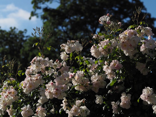 Les roses du parc Balbi