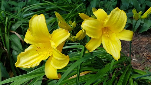Two lilies