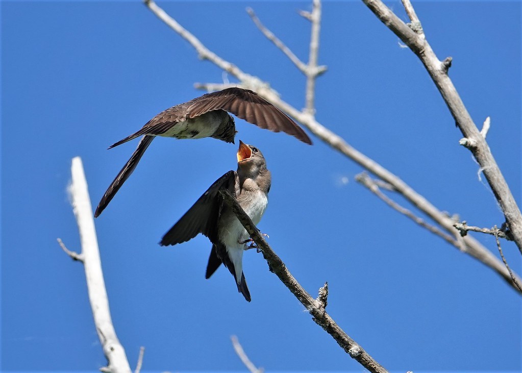 Northern Rough-winged Swallows, Tommy Thompson Park.