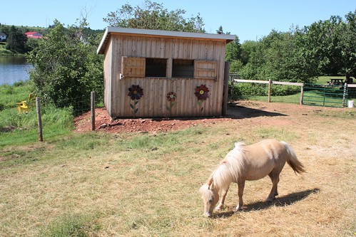 newglasgow pei canada gardens stable pony