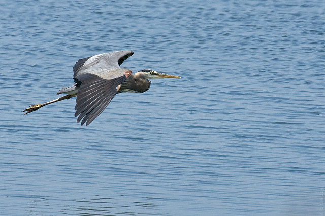 Great Blue Heron