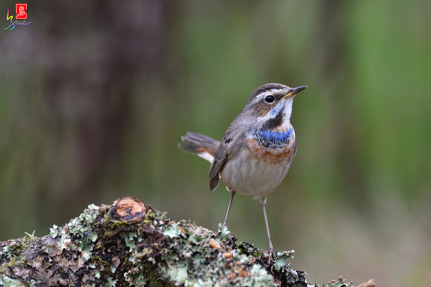 Bluethroat_3059