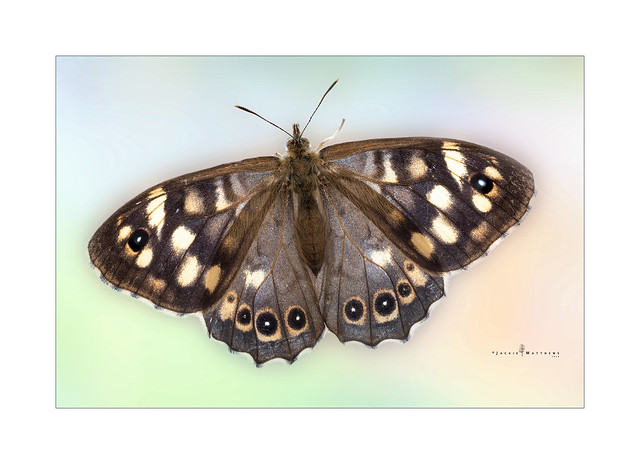 Speckled wood butterfly ...