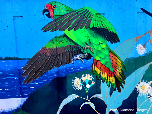 Cyclopsitta diopthalma coxeni - Coxon's Fig Parrot, Double-eyed Fig Parrot, Treasures of the Tweed Mural Murwillumbah, NSW