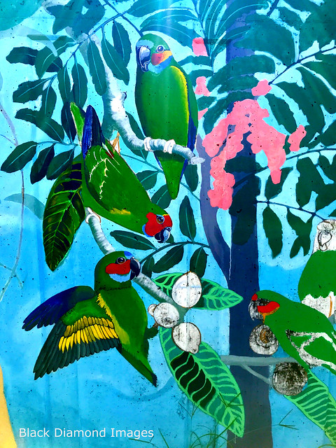 Cyclopsitta diopthalma - Coxon's Fig Parrot, Double-eyed Fig Parrot, Treasures of the Tweed Mural Murwillumbah, NSW