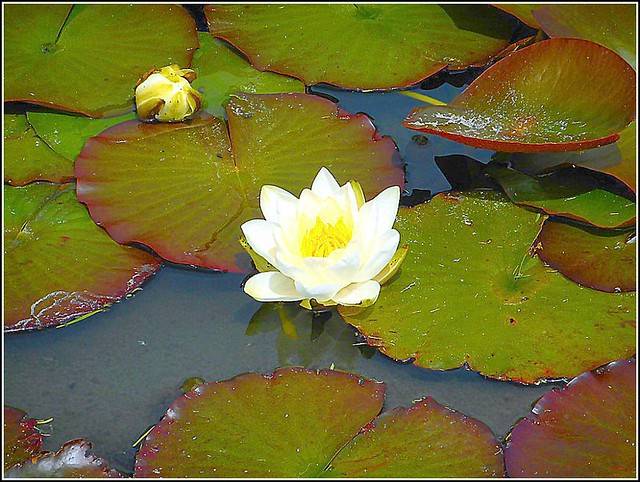 Hardy Water Lily ..