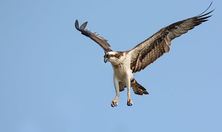 Osprey | by JDA-Wildlife