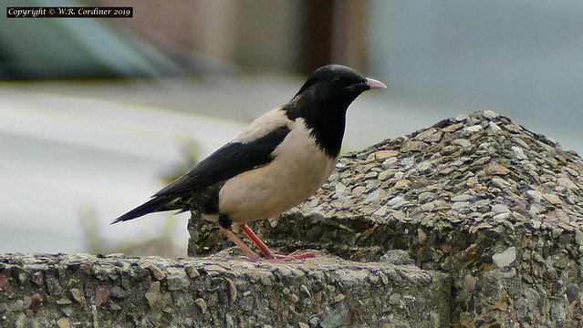 Rare Visitor to Peterhead (4) - Rosy Starling