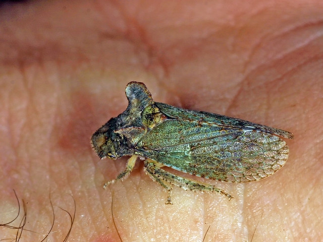 Echte Ohrzikade (Ledra aurita), cicada, leafhopper.
