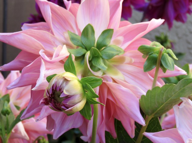Dahlias, coming and going