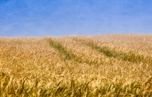 summer sky landscape agriculture barley grain cereal july northnorfolk uk tracks whatliesbeyond panasonicdmcg80 olympusmzuiko60mmf28macro microfourthirds m43 colin47