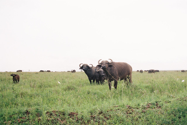 Nairobi National Park adventure - water buffalo, Kenya | June 2019