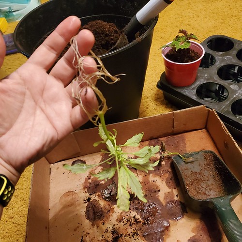 Potting up rooted Coleus cuttings.