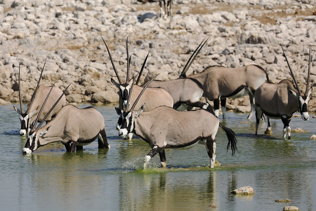 Oryxes,Etosha National Park, northwestern Namibia