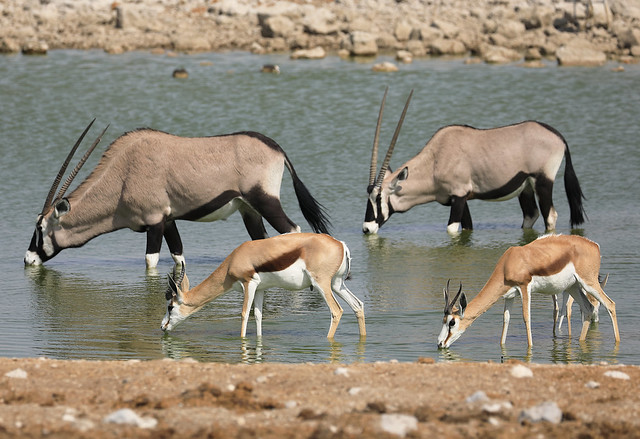Springboks and oryxes,Etosha National Park, northwestern Namibia