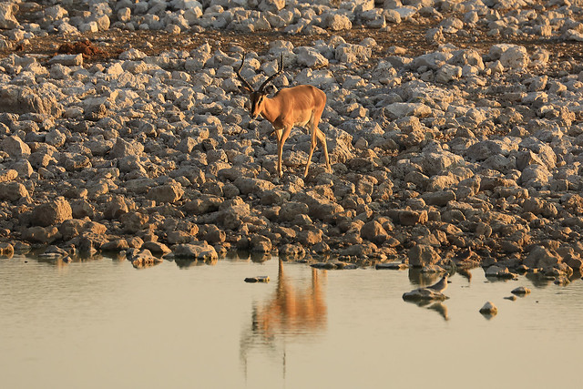 Impala,Etosha National Park,northwestern Namibia