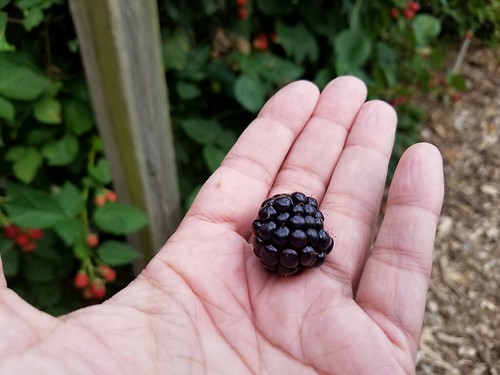 Ripe Garden Blackberry
