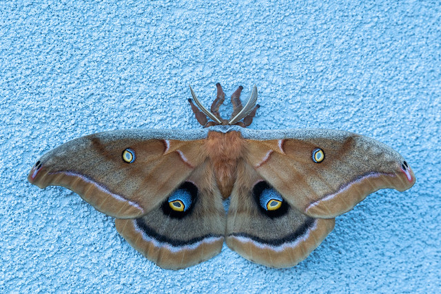 109964 - Polyphème d'Amérique - Polyphemus Moth - Crop