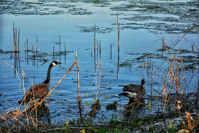 Canada geese at Wolf Lake