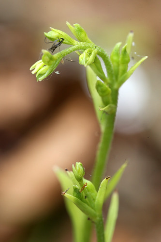 Green-flowered Helleborine Epipactis phyllanthes