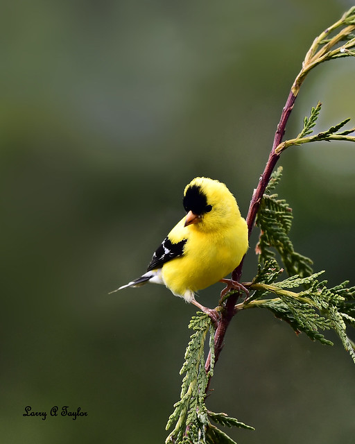 American Goldfinch on Tennessee's Cumberland Plateau
