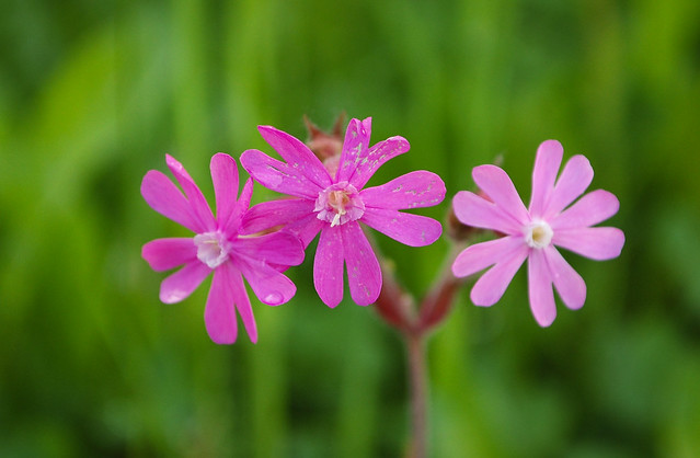 ❀❀❀Three times Red Campion❀❀❀