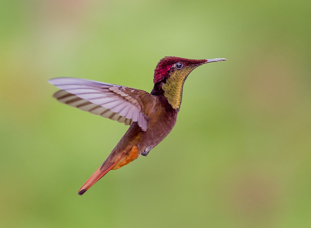 Ruby Topaz Hummingbird in flight dancing in the air, Tucusito Rubi, Trinidad. Chrysolampis mosquitus
