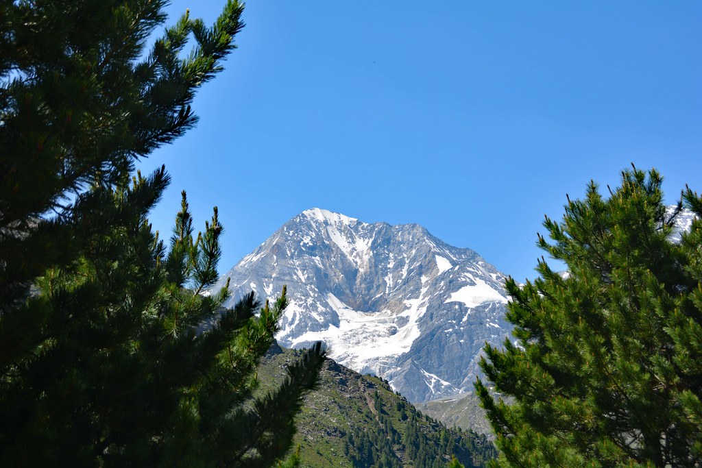 Il Gran Zebrù (Königsspitze) tra i pini della Val Rosim