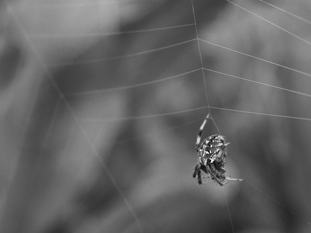 Orb Weaver and Web