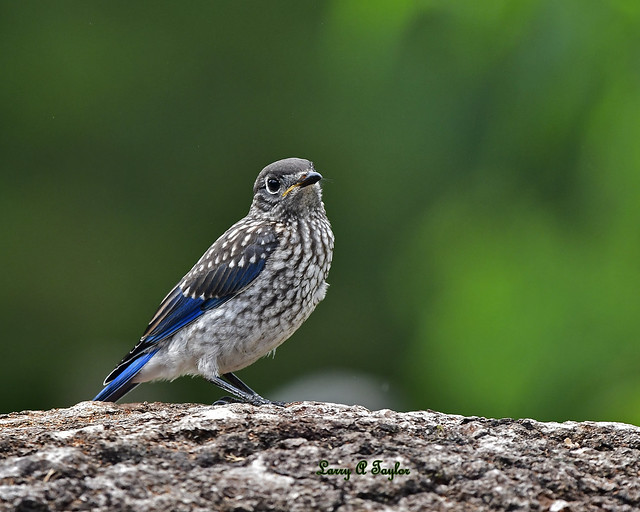 Eastern Bluebird of Tennessee's Cumberland Plateau