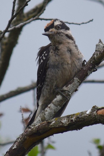 Hairy woodpecker, juvenile