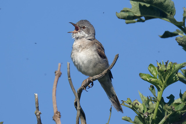 Whitethroat and the flies