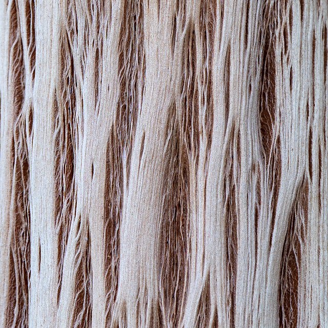 Exposed fibres on tree trunk