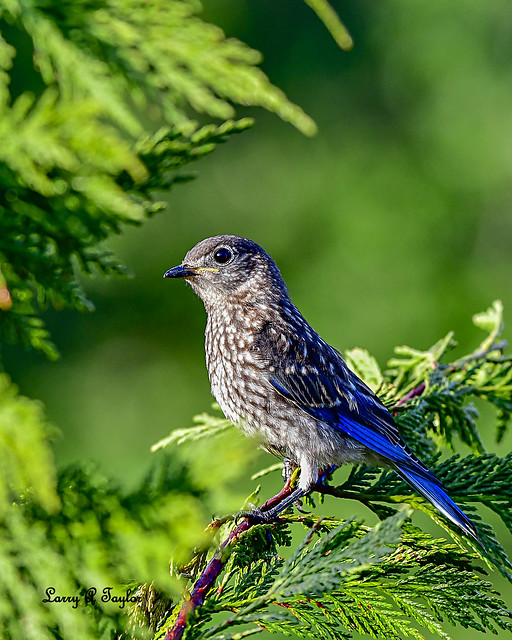 Juvenile Eastern Bluebird from the Cumberland Plateau of Tennessee
