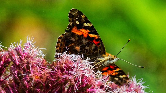 Face to face with a 'Painted Lady'