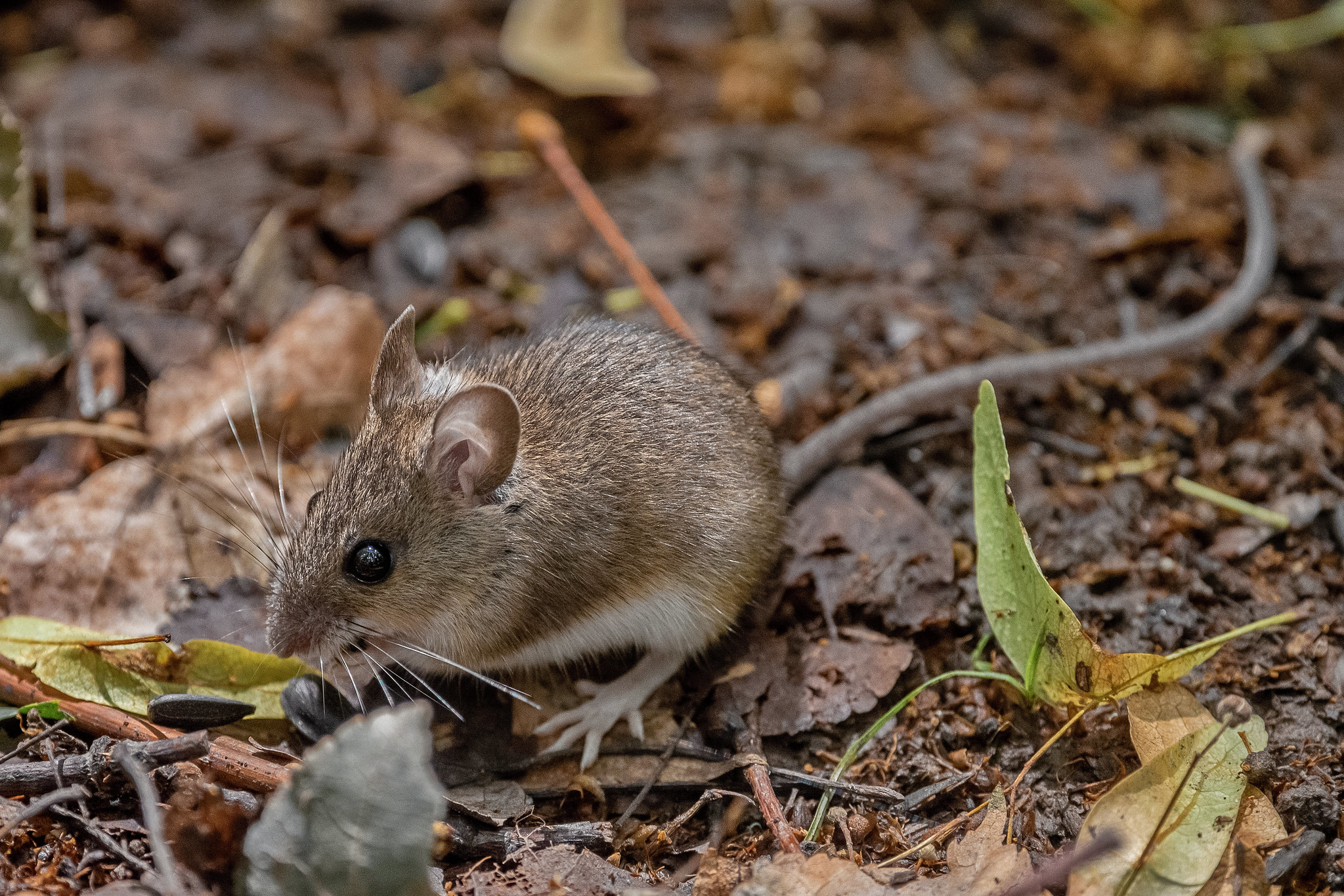 Мыши живущие в лесу